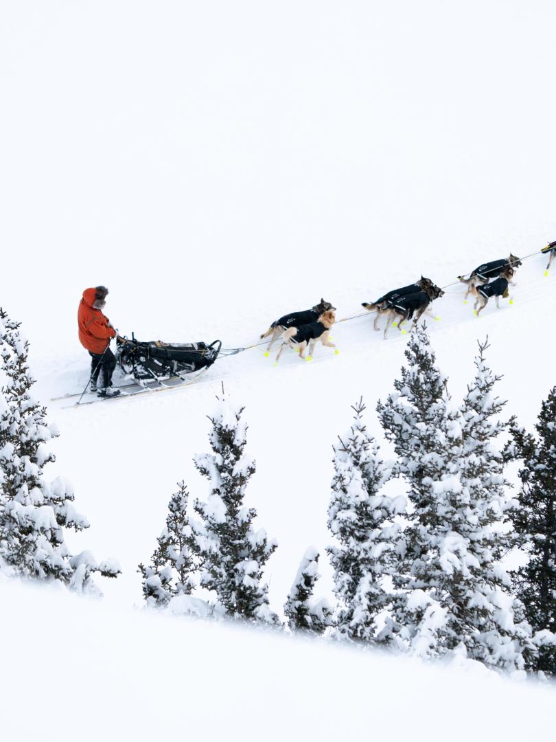 Yukon quest dog team