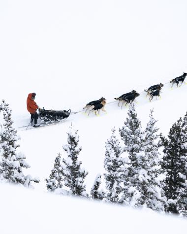 dog sled team pulling musher across snow
