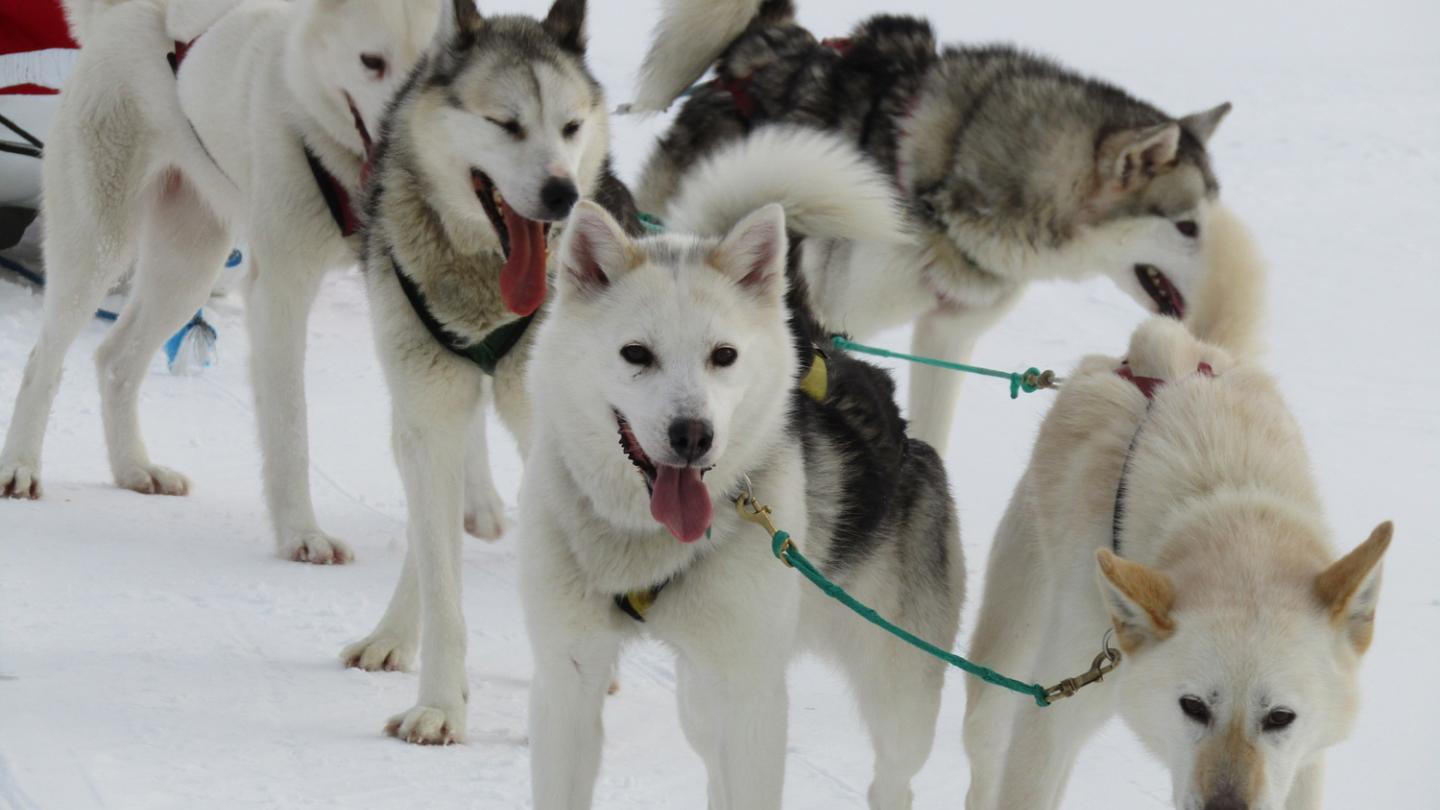 Dog sledding day trip | Travel Yukon - Yukon, Canada | Official Tourism ...