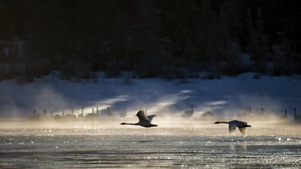 Swans fly over a steaming river