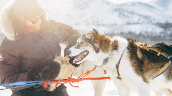 yukonadventureco-sled-dog-winter