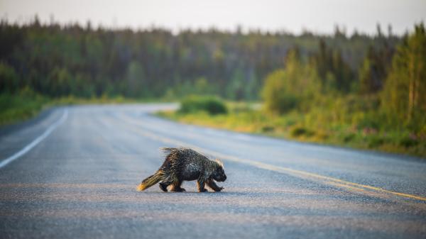 A porcupine crosses the road