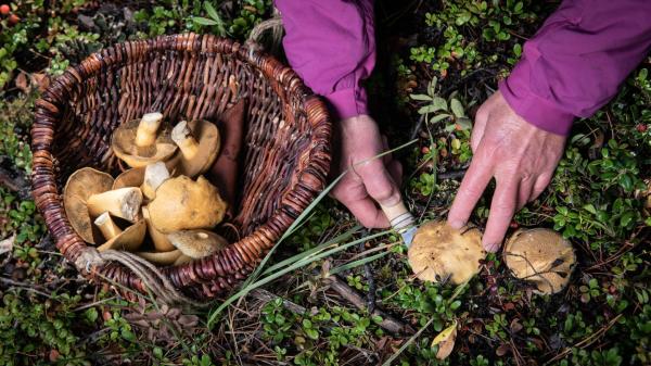 person cuts head off mushroom top