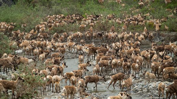 caribou herd in ivvavik