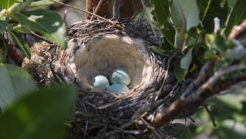 Birds nest.jpg