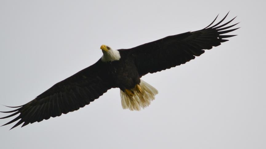 Bald Eagle.jpg