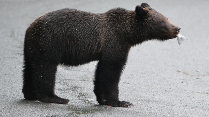 Young grizzly.jpg