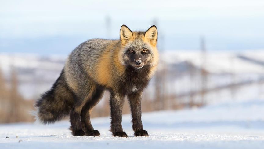 A red and black arctic fox stands still in the middle of a snowy road