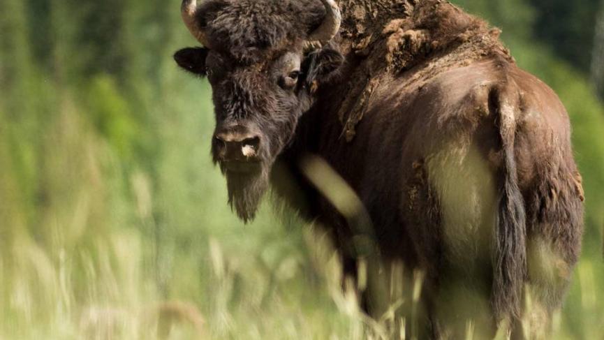 A large brown bison looks over its left shoulder