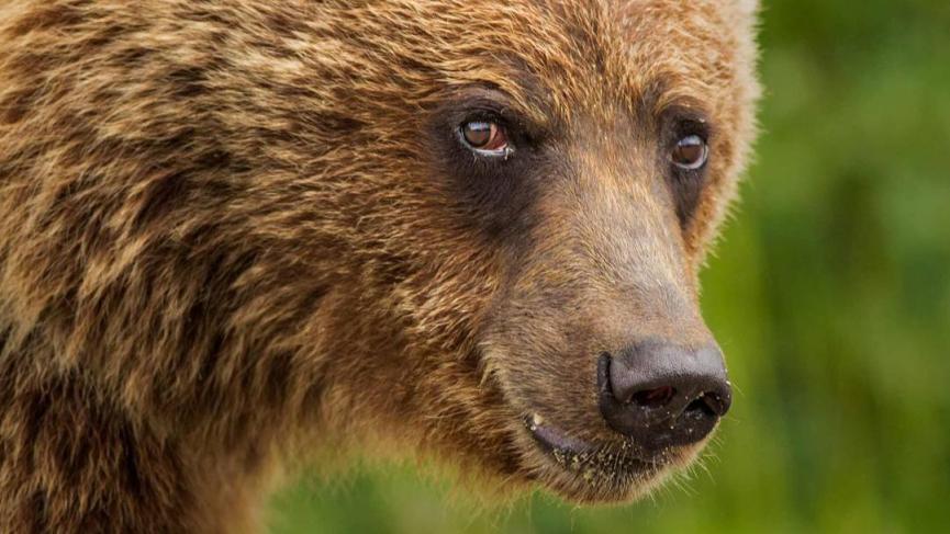 A brown bear stars directly into the camera