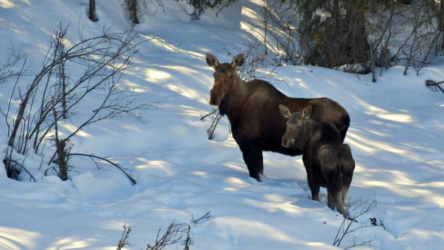 Two moose stand at the base of a snowy hill