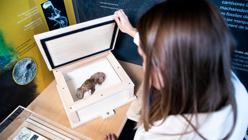 Black footed ferret mummy on display at the Beringia Centre