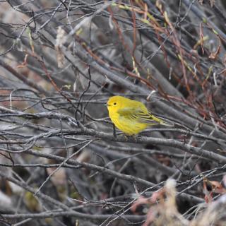 yellow bird stitting on brown branches
