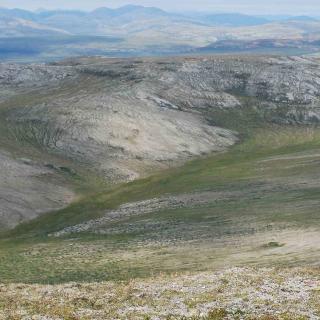 Wildlife - Ivvavik National Park 