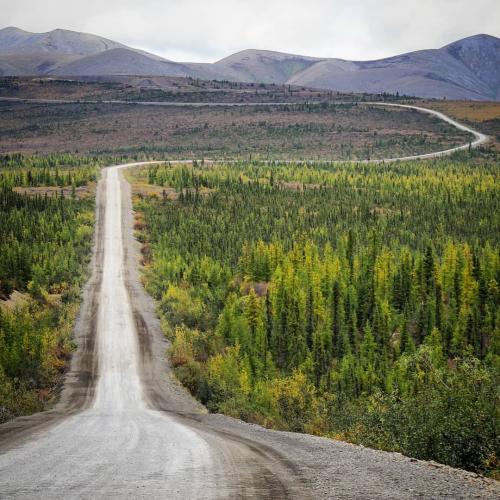 Dempster highway winds through evergreen trees