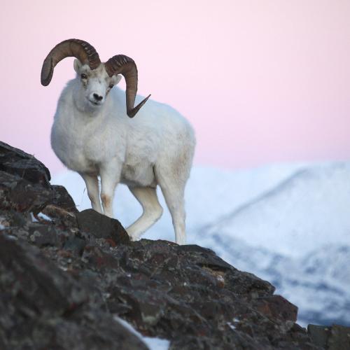 Dall sheep standing on a mountain slop under a pink sky