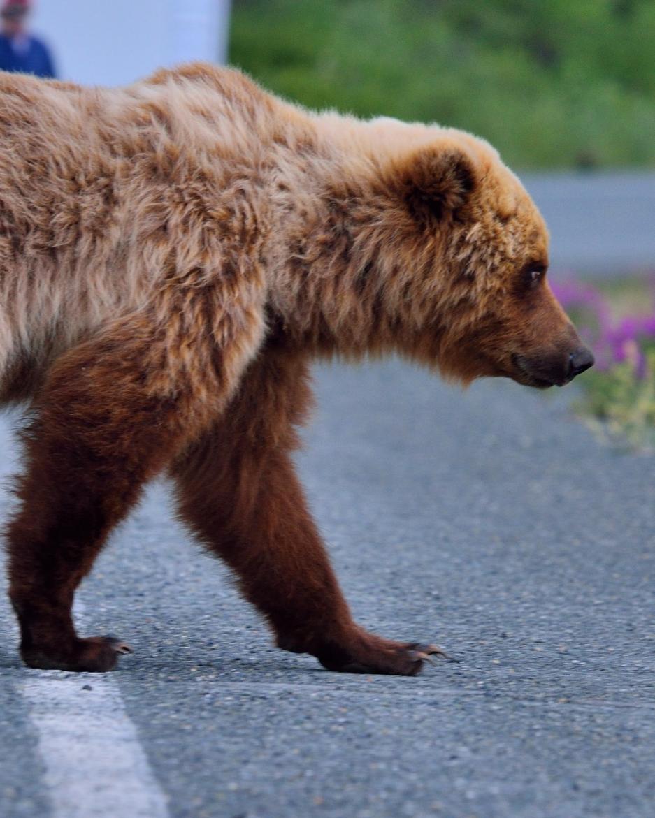 Top 3 wildlife viewing tips | Travel Yukon - Yukon, Canada | Official ...