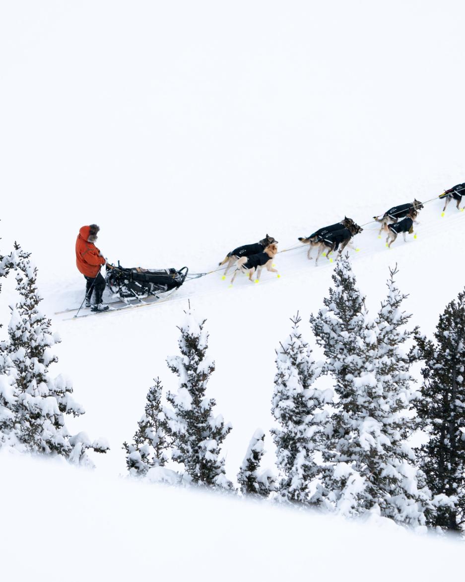 Yukon quest dog team