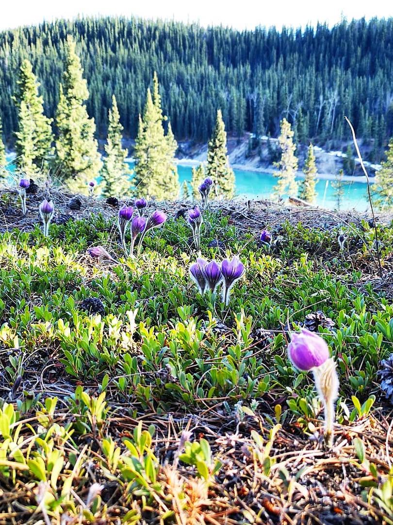 Miles Canyon in spring