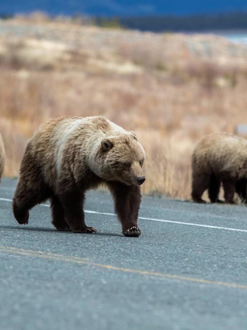 A group of bears cross a Yukon highway