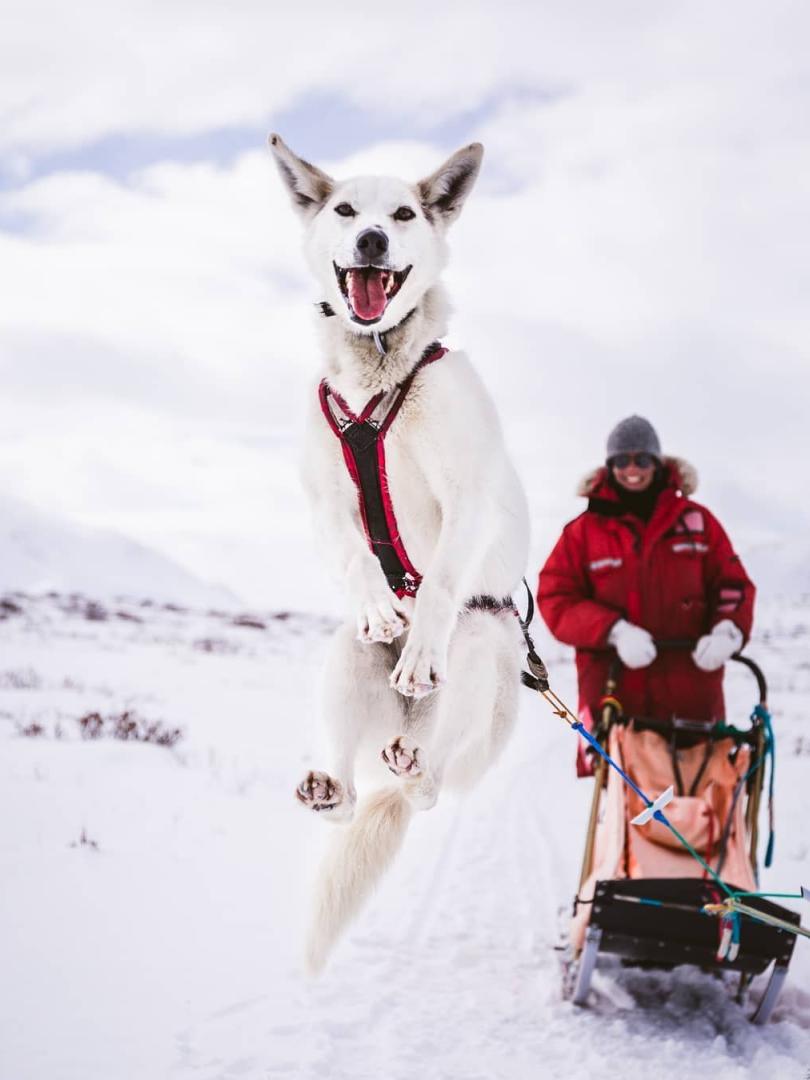 An excited, all-white dog in a red harness jumps for joy. A person in a red parka with a yellow dog sled stands behind it.