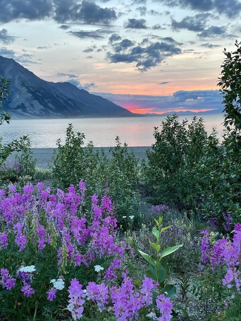 A pink sun sets behind mountains, a lake and purple wildflowers