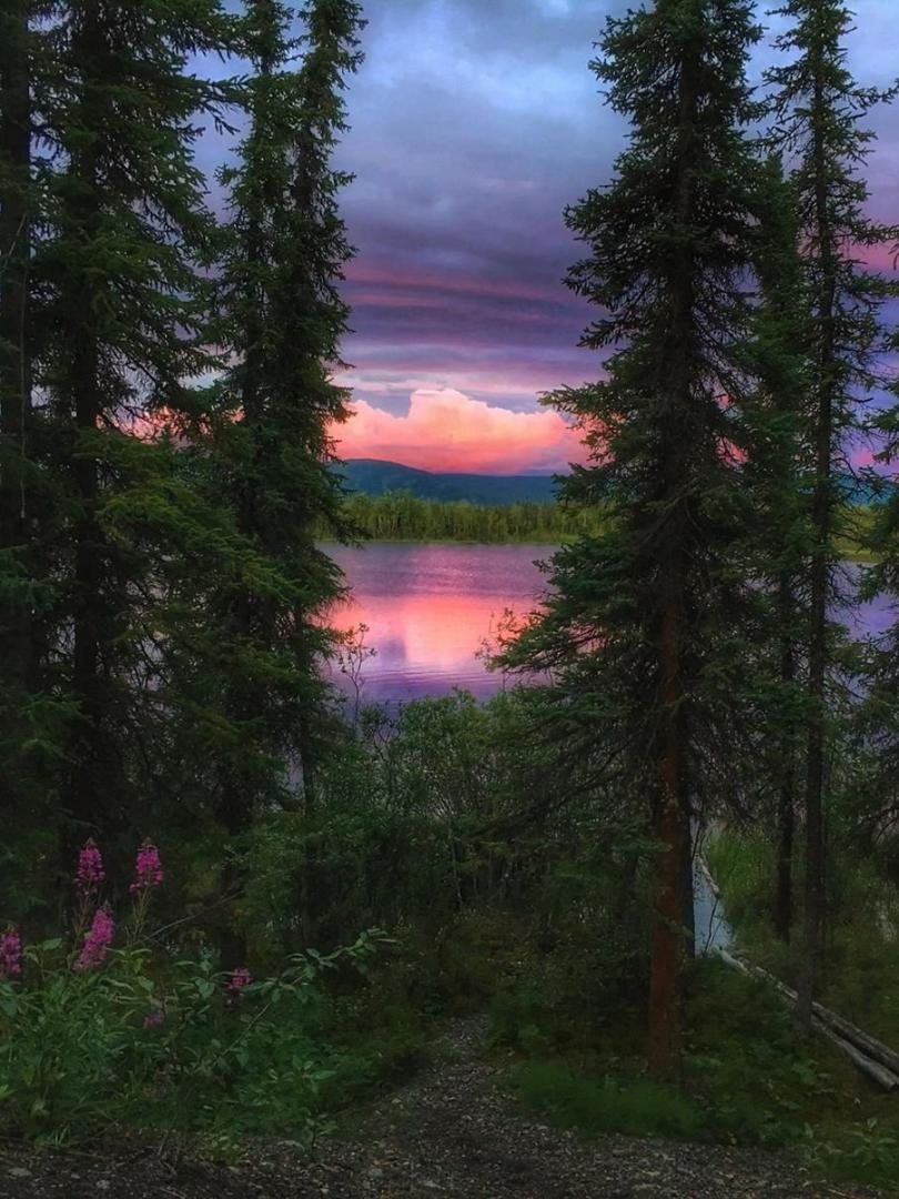 A pink sun sets in between tall evergreen trees