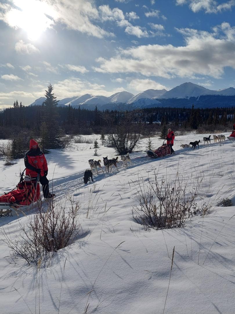 half day dog sledding tour