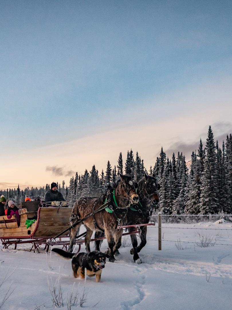 horse sleigh ride