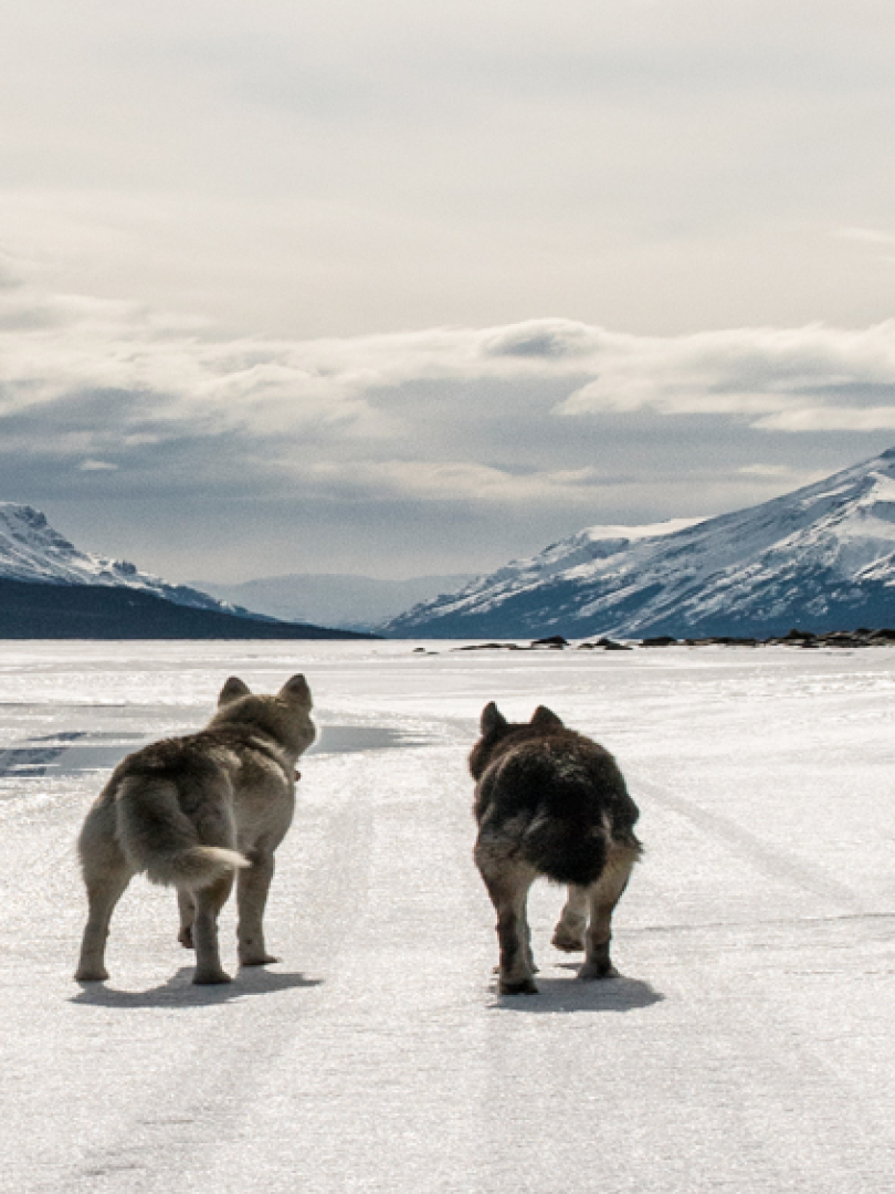 Two dogs on a lake