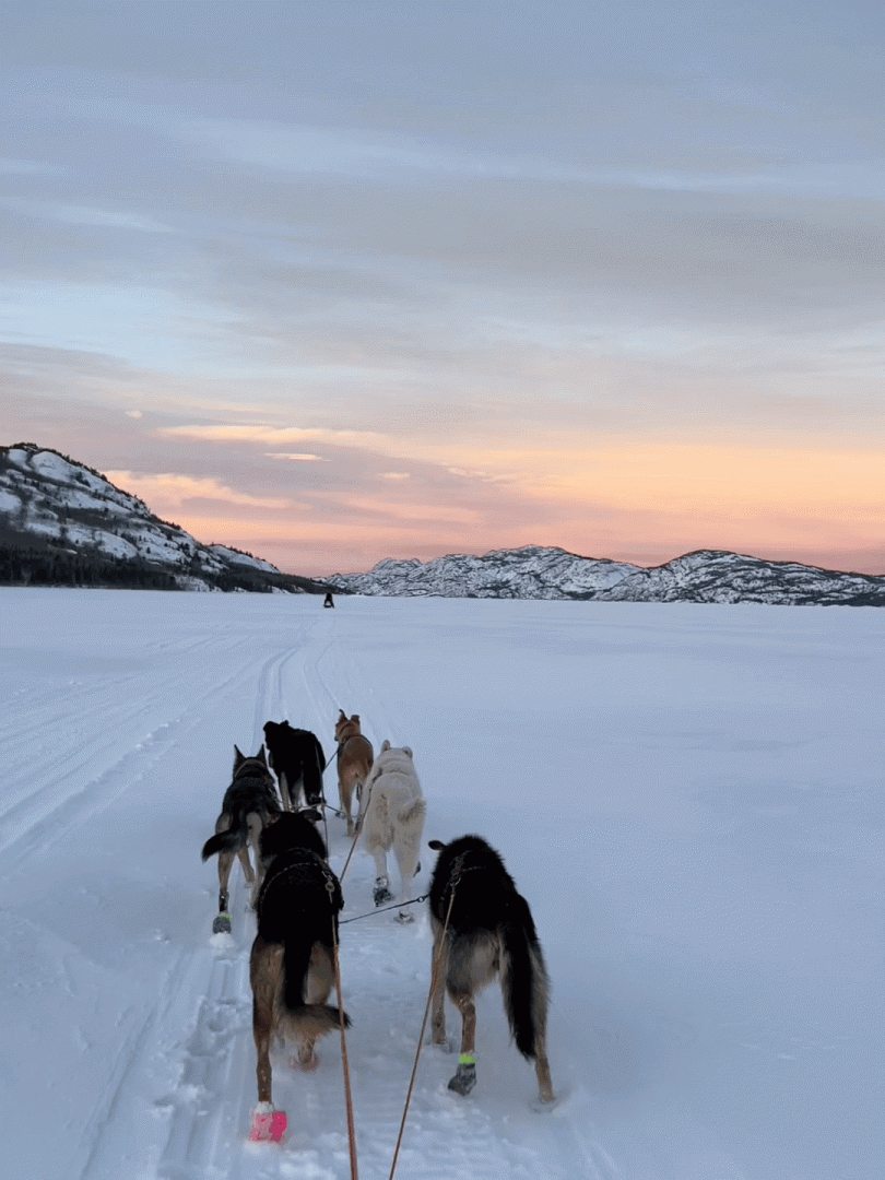 Dog team mushing on Lake Laberge, Whitehorse, Yukon