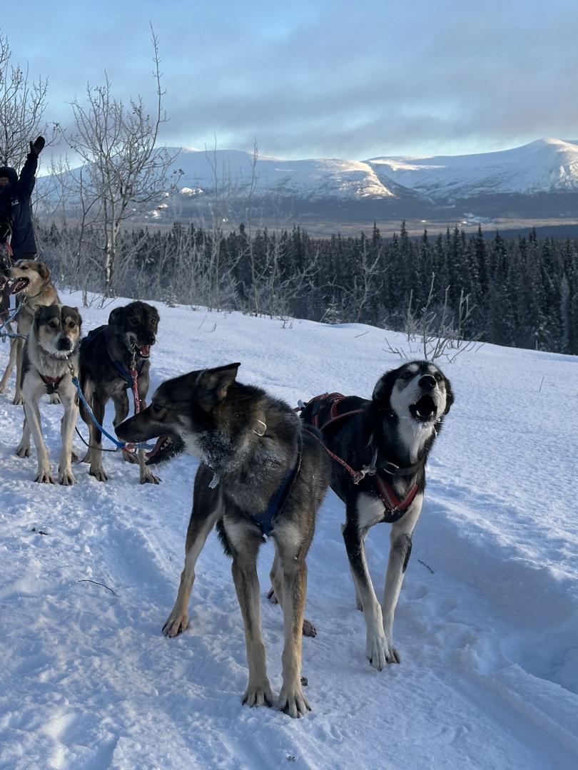 Husky Hustle tour Kusawa Territorial Park view