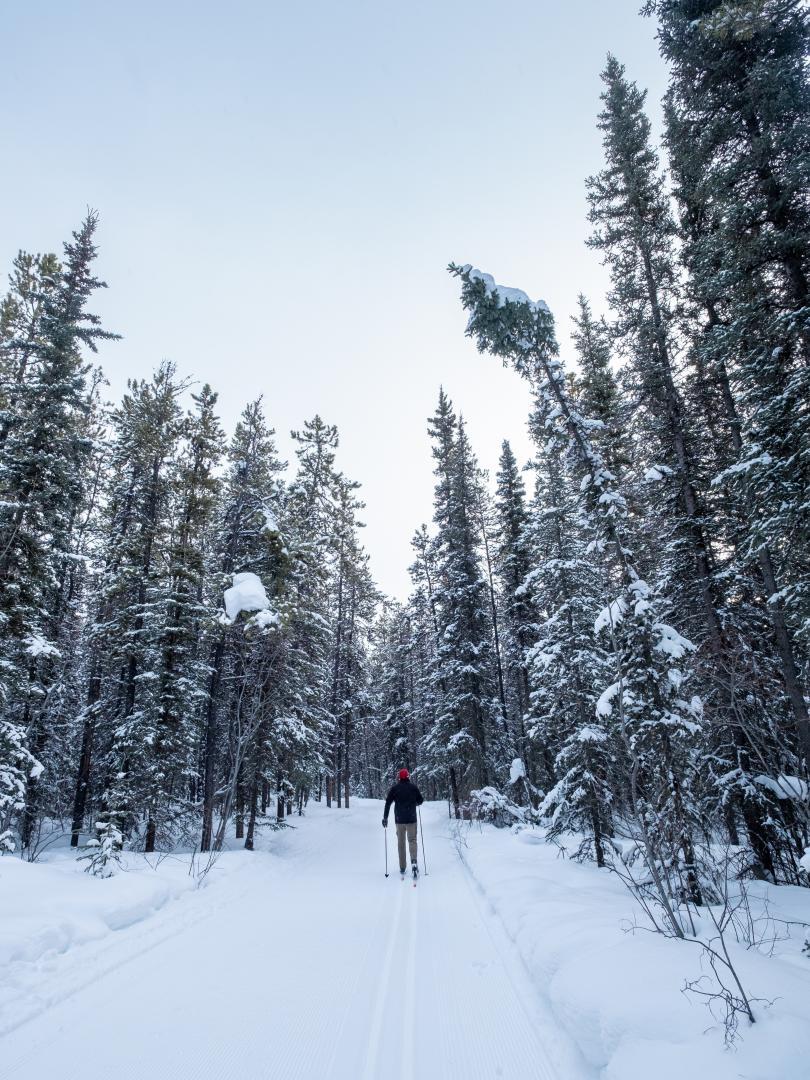 A skier on the tracks at Mt Mac Whitehorse Nordic Ski Centre surrounded by wintry trees