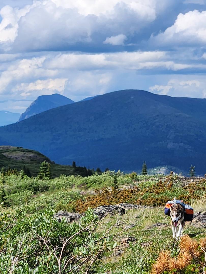  a Husky with a pack in a mountain scenery