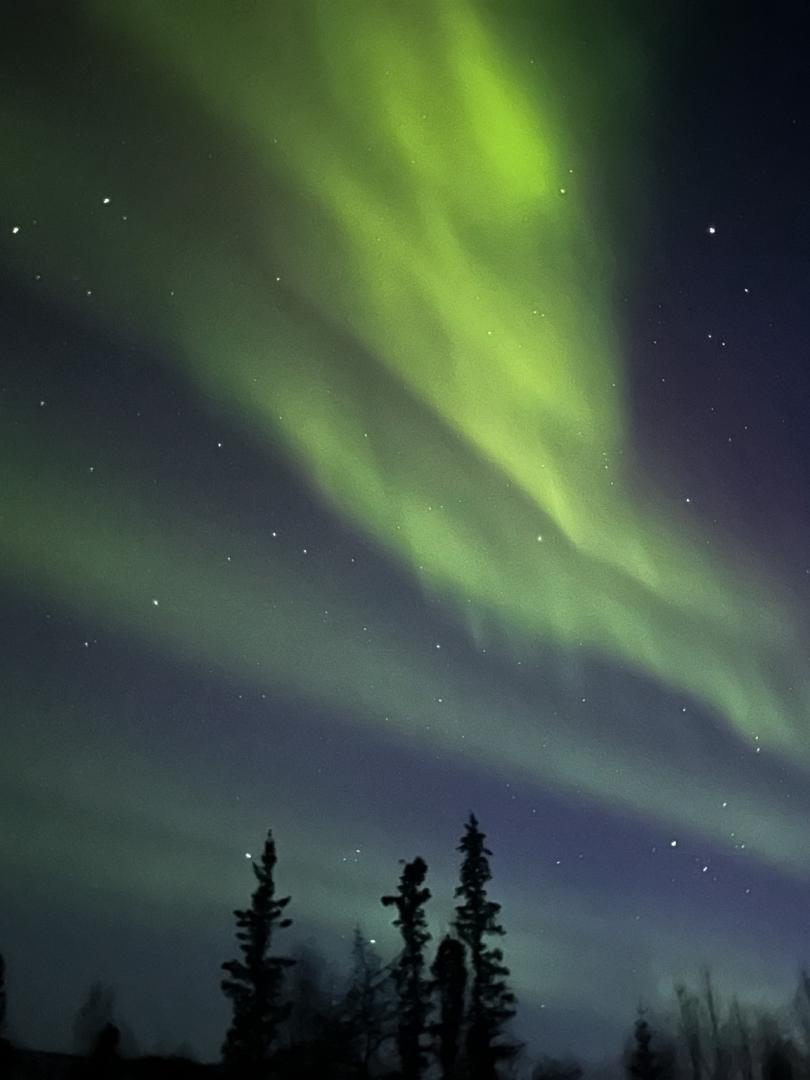 Picture of the Northern Light above the tree