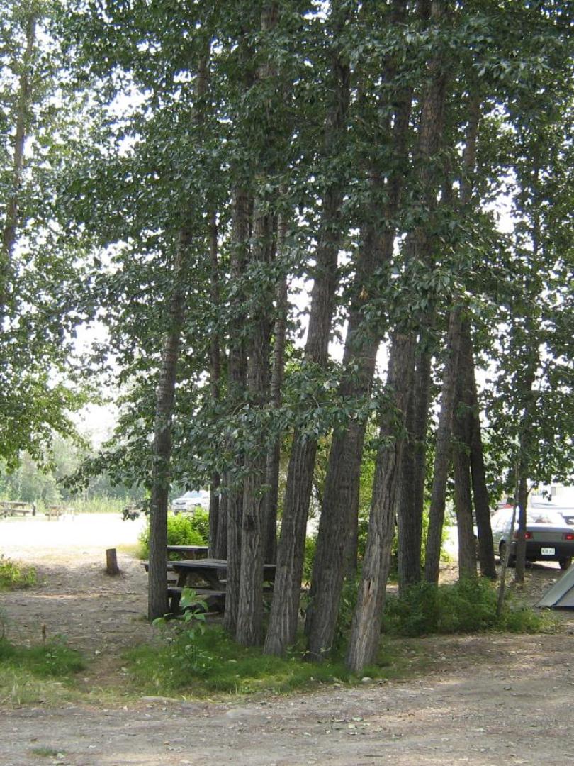 Dawson City RV Park.JPG