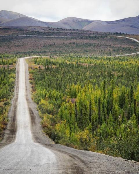 Dempster highway winds through evergreen trees