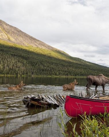 Three moose graze for food in a Yukon lake