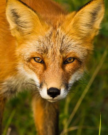 A beautiful red fox looks into the camera