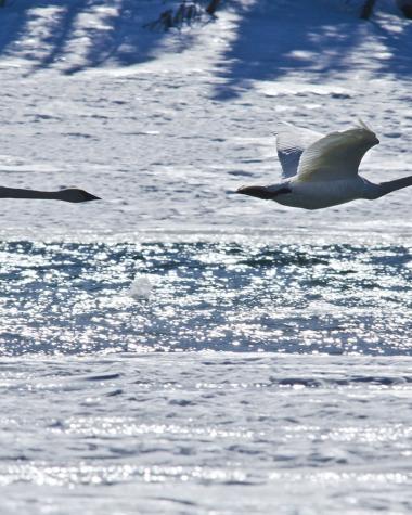 swan_haven_birds.jpg